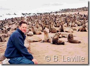 Colonies d'otaries - Côte des Squelettes Namibie